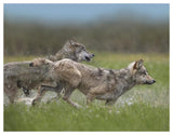 Gray Wolf Pair Running Through Water, North America-Paper Art-50,,X38,,