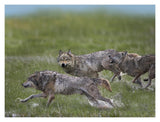 Gray Wolf Trio Running Through Water, North America-Paper Art-18,,X14,,