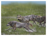 Gray Wolf Trio Running Through Water, North America-Paper Art-42,,X32,,