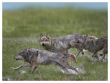 Gray Wolf Trio Running Through Water, North America-Paper Art-50,,X38,,