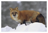 Red Fox Standing At The Top Of A Snow Bank, Montana-Paper Art-20,,X14,,