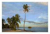 Coconut Palm Trees On Pamilacan Island, Philippines-Paper Art-26,,X18,,