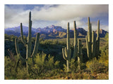 Saguaro Cacti And Santa Catalina Mountains, Arizona-Paper Art-26,,X20,,