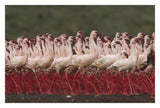 Lesser Flamingos In A Mass Courtship Display, Kenya-Paper Art-32,,X22,,