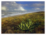 Apollo Beach At Canaveral National Seashore, Florida-Paper Art-18,,X14,,