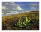 Apollo Beach At Canaveral National Seashore, Florida-Paper Art-26,,X20,,
