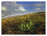 Apollo Beach At Canaveral National Seashore, Florida-Paper Art-34,,X26,,