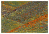Wildflowers, Tehachapi Hills Near Gorman, California-Paper Art-20,,X14,,