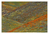 Wildflowers, Tehachapi Hills Near Gorman, California-Paper Art-32,,X22,,