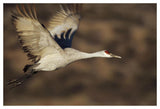 Sandhill Crane Flying, Bosque Del Apache, New Mexico-Paper Art-50,,X34,,