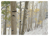 Aspens With Snow, Gunnison National Forest, Colorado-Paper Art-42,,X32,,