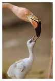 Greater Flamingo Mother And Chick, Caribbean Species-Paper Art-14,,X20,,