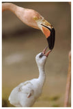 Greater Flamingo Mother And Chick, Caribbean Species-Paper Art-42,,X62,,