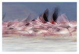 Lesser Flamingo Group Taking Flight From Lake, Kenya-Paper Art-38,,X26,,