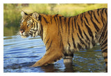 Siberian Tiger Walking Through A Shallow River, Asia-Paper Art-32,,X22,,