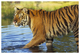 Siberian Tiger Walking Through A Shallow River, Asia-Paper Art-62,,X42,,