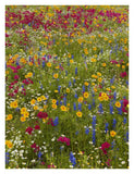 Drummond'S Phlox And Bluebonnet Near Westhoff, Texas-Paper Art-26,,X34,,
