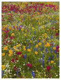 Drummond'S Phlox And Bluebonnet Near Westhoff, Texas-Paper Art-38,,X50,,