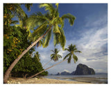 Palm Trees, Pinagbuyutan Island, Palawan, Philippines-Paper Art-18,,X14,,