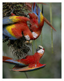 Scarlet Macaw Trio Feeding On Palm Fruits, Costa Rica-Paper Art-26,,X34,,