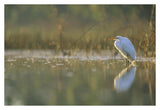 Great Egret Backlit In Marsh At Sunset, North America-Paper Art-38,,X26,,