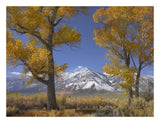Cottonwood Trees, Fall Foliage, Carson Valley, Nevada-Paper Art-26,,X20,,