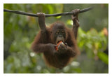 Orangutan Young Eating Fruit, Sabah, Borneo, Malaysia-Paper Art-32,,X22,,