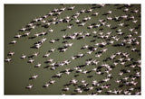 Lesser Flamingo Group Flock Flying Over A Lake, Kenya-Paper Art-38,,X26,,