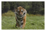 Siberian Tiger Walking, Endangered, Native To Siberia-Paper Art-32,,X22,,