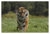 Siberian Tiger Walking, Endangered, Native To Siberia-Paper Art-38,,X26,,