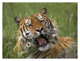 Siberian Tiger Yawning, Endangered, Native To Siberia-Paper Art-34,,X26,,