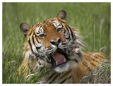 Siberian Tiger Yawning, Endangered, Native To Siberia-Paper Art-50,,X38,,