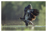 Bald Eagle Juvenile Bathing In A River, North America-Paper Art-38,,X26,,