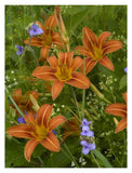 Orange Daylily With Virginia Spiderwort North America-Paper Art-14,,X18,,