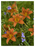 Orange Daylily With Virginia Spiderwort North America-Paper Art-32,,X42,,