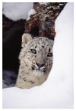 Snow Leopard Adult, Looking Out From Behind A Snowbank-Paper Art-34,,X50,,