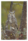 Great Horned Owl Adult Perching In Tree, North America-Paper Art-22,,X32,,