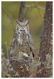 Great Horned Owl Adult Perching In Tree, North America-Paper Art-42,,X62,,