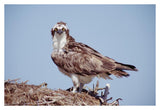 Osprey Adult Perching On Nest, Baja California, Mexico-Paper Art-38,,X26,,