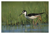 Black-Necked Stilt Wading Through Reeds, North America-Paper Art-38,,X26,,