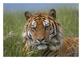 Siberian Tiger Portrait, Endangered, Native To Siberia-Paper Art-26,,X20,,