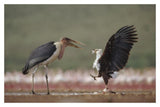 African Fish Eagle Quarreling With Marabou Stork Kenya-Paper Art-20,,X14,,