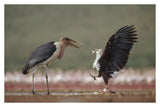 African Fish Eagle Quarreling With Marabou Stork Kenya-Paper Art-38,,X26,,