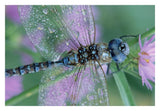 Southern Hawker Dragonfly Close-Up, On Stem, New Mexico-Paper Art-32,,X22,,