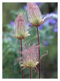 Prairie Smoke Okanagan Valley, British Columbia, Canada-Paper Art-14,,X18,,