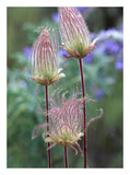 Prairie Smoke Okanagan Valley, British Columbia, Canada-Paper Art-20,,X26,,