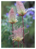 Prairie Smoke Okanagan Valley, British Columbia, Canada-Paper Art-32,,X42,,