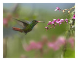 Rufous-Tailed Hummingbird Hovering Near Flower, Ecuador-Paper Art-26,,X20,,