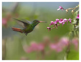 Rufous-Tailed Hummingbird Hovering Near Flower, Ecuador-Paper Art-42,,X32,,
