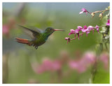 Rufous-Tailed Hummingbird Hovering Near Flower, Ecuador-Paper Art-50,,X38,,